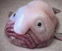 blobble