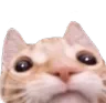 goodcat