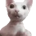 BingusHey