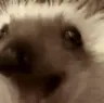 hogpog