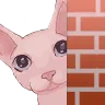 binguspeek
