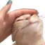 catpat