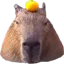 capybara capybara