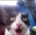 catSHOCK