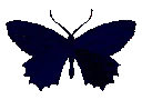butterfly8