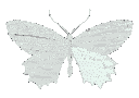 butterfly5 Discord emoji