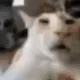 catsus