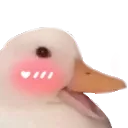 BlushingDucko