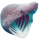 SharkPog