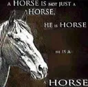 ahorse