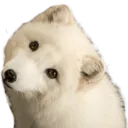 foxheadtilt Discord Emoji
