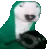 BongoDog