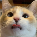 ch_pankomleb Discord emoji