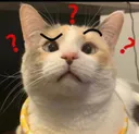 ch_pankoconfused