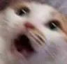 CatScream