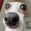 dogWow dogWow