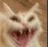 catevillaugh