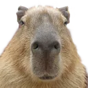 tfusayboy