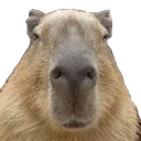 capybaranod