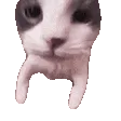 CatKiss