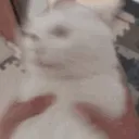 shake