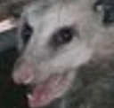 caught Discord emoji