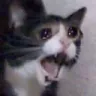 madcat