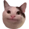 Cattostare cattostare Discord Emoji