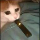 catsmoke catsmoke