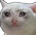sad_cat