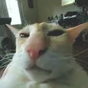guh