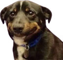 gg_BlackDogeSmile Discord emoji