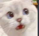shocked_cat shocked_cat