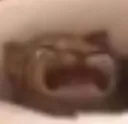 catcry