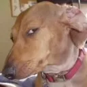 sus