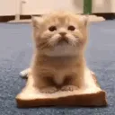 Catastrophe_Sandwich