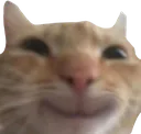 cathappy cathappy