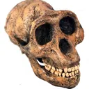 funnyskull funnyskull