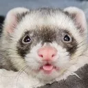 spiceblep