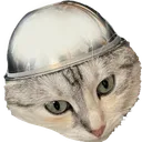 tinfoilcat
