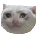 Cat1