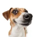 chivesdog chivesdog