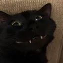 catCriminalsmile