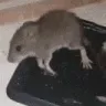 Cheese_Slap