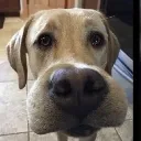 WHOOMP