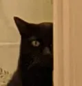 badcat