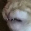 CringeCat
