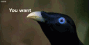 Rguis_Sumfuk Discord emoji