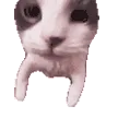 catKISS