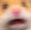 hamster_scream